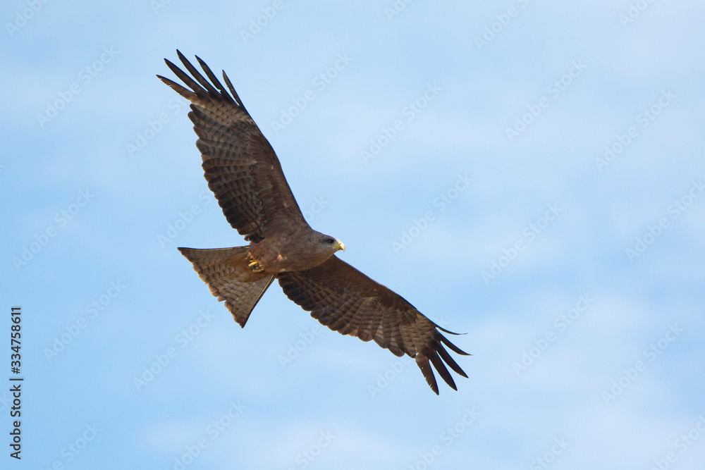 Yellow-Billed Kite wild on the sky. Yellow-Billed Kite wild on the sky.
