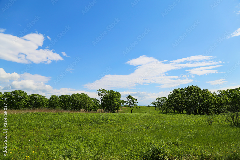 Summer landscape, green meadow and blue sky