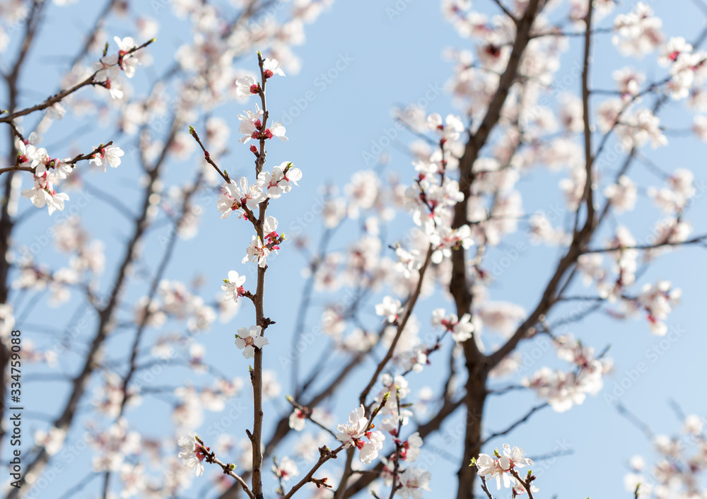 warm spring flowers apricots on branches on a sunny day