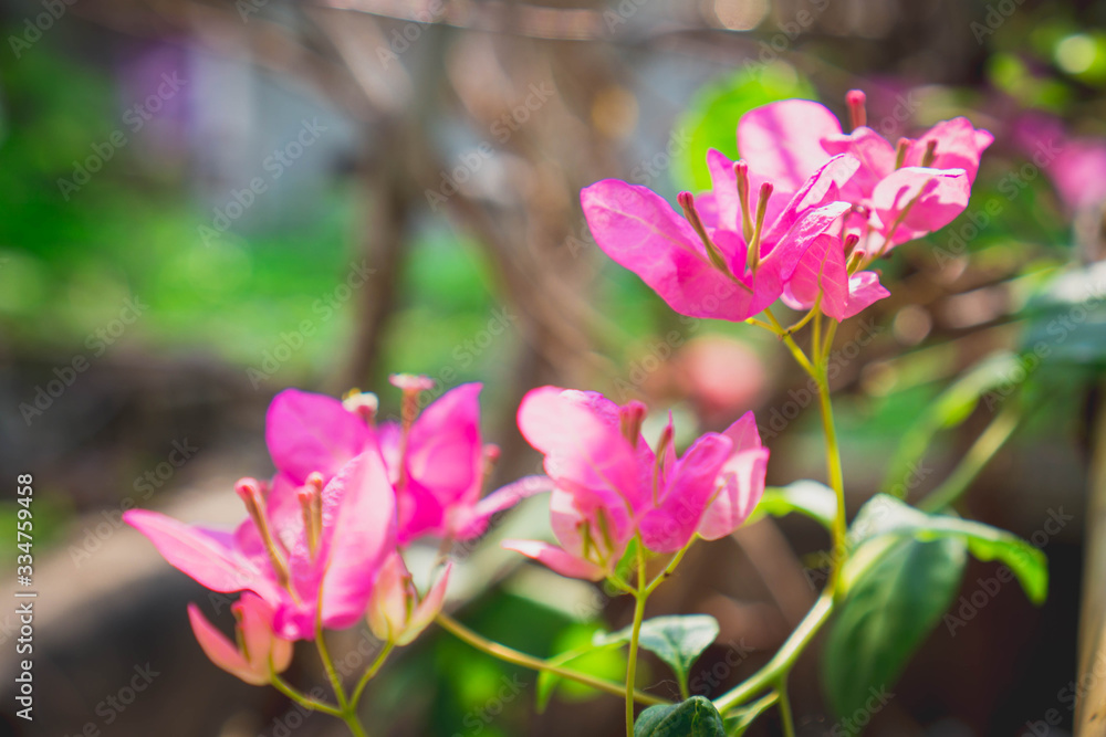 Fototapeta premium pink and white flowers