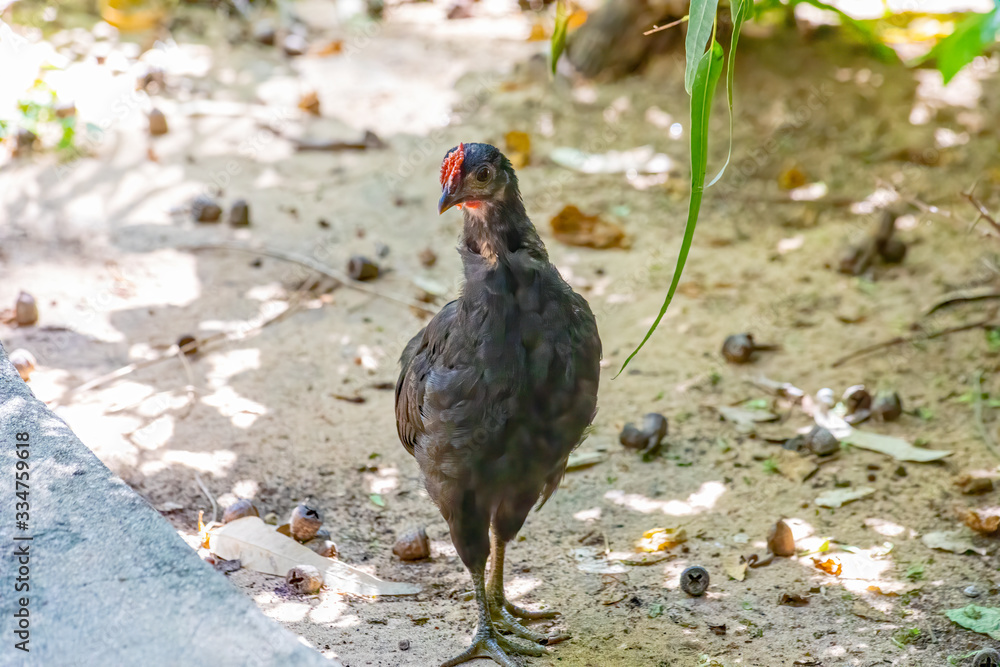 Young and slim black hen Young and slim black hen