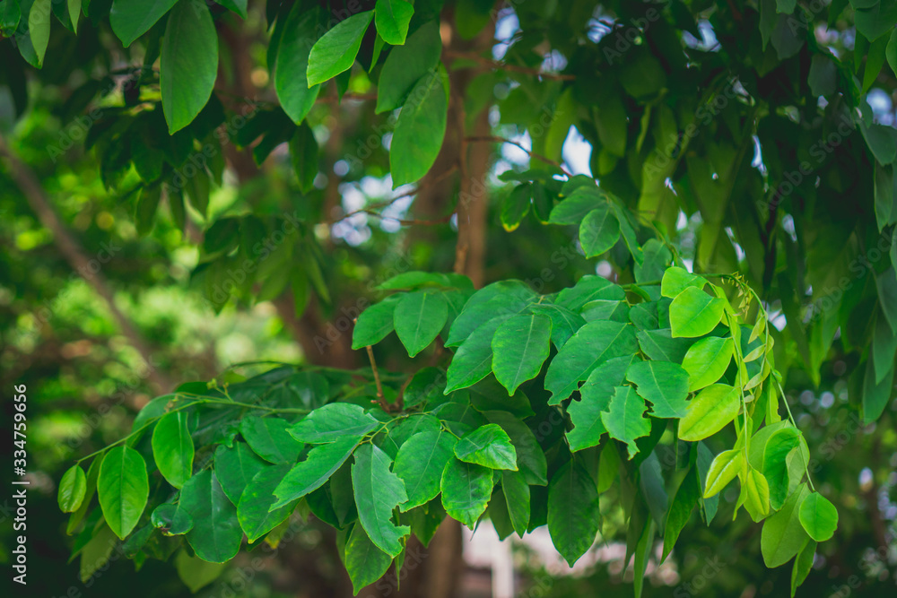 Obraz premium green leaves background