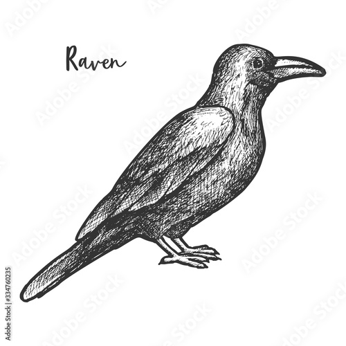 Vector sketch of raven or black crow, bird
