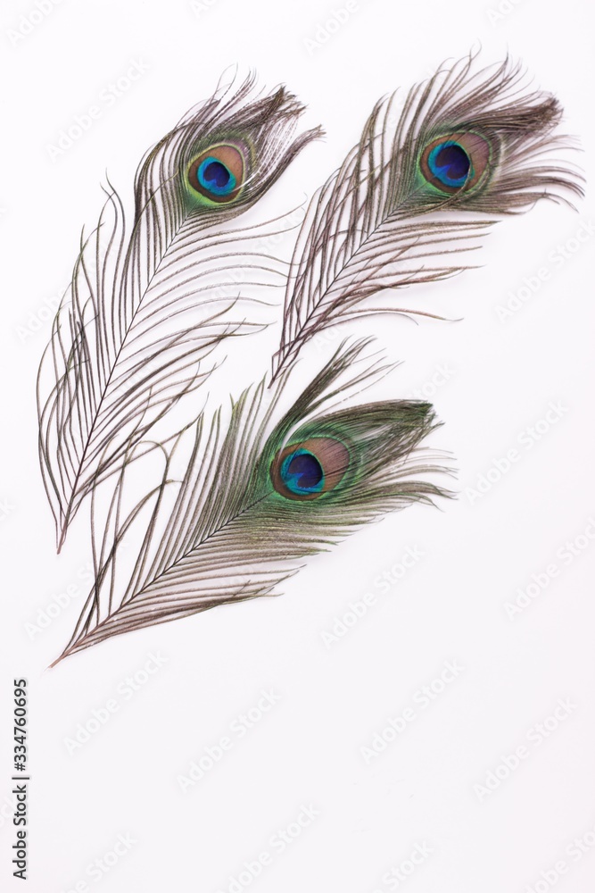 Obraz premium Clothing and home decoration. Beautiful peacock feathers on white background isolated.