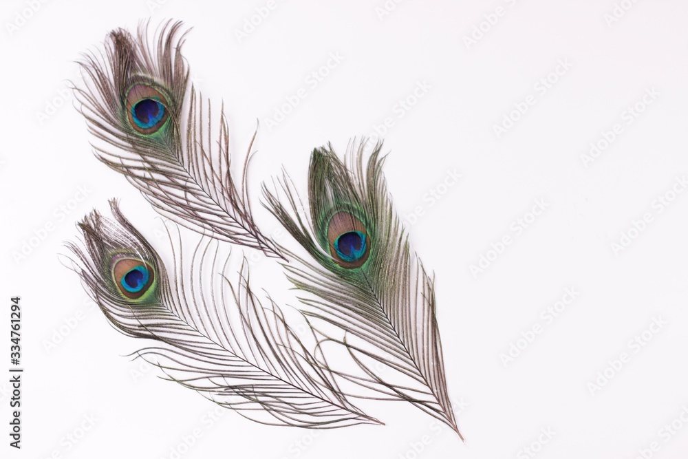 Obraz premium Clothing and home decoration. Beautiful peacock feathers on white background isolated horizontaly.