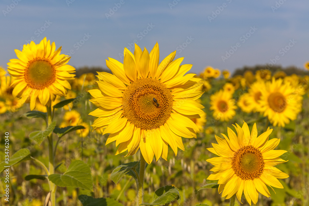 Sunflower natural background. Sunflower blooming. Close-up of sunflower, selective focus