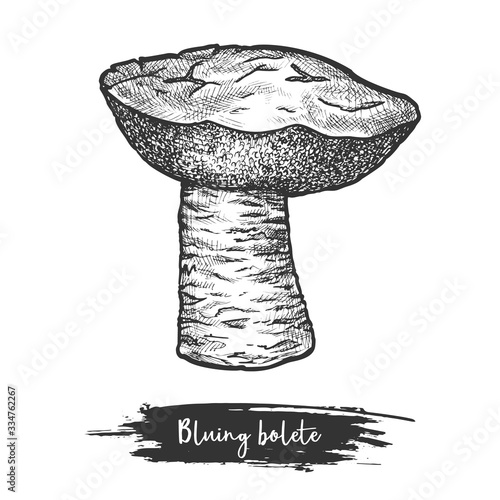 Sketch of bluing boletus mushroom. Blue-cap shroom photo