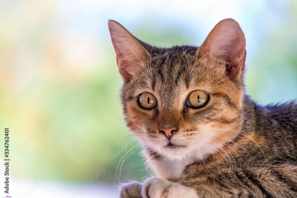 Cautious young cat close-up portrait