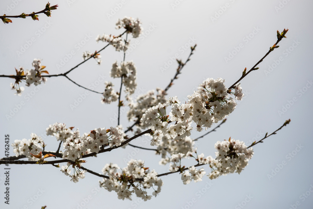 Primavera Primavera