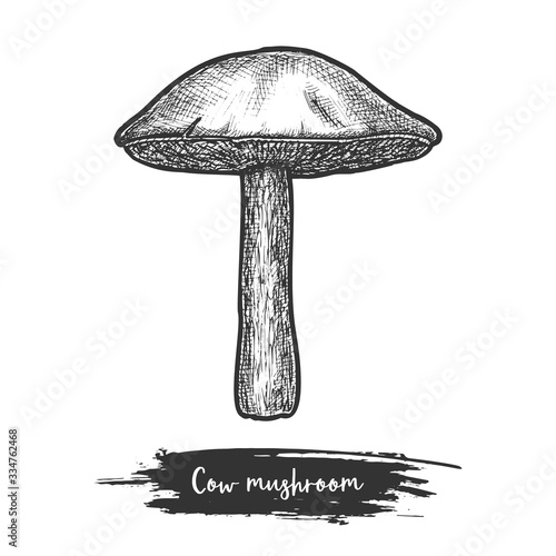 Jersey cow mushroom sketch or cooking shroom,