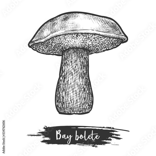 Retro or vintage sketch of bay bolete