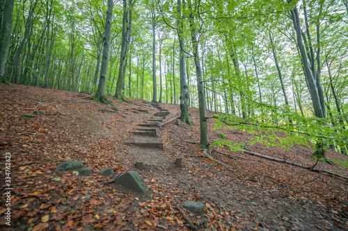 beautiful green beech forest in southern Sweden. With lush green trees and the forest floor filled with orange and red colored leaves