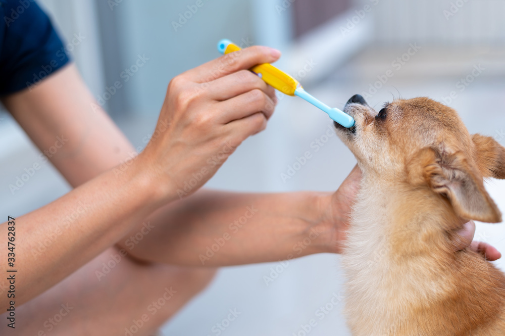 Dog brush for chihuahua cheap