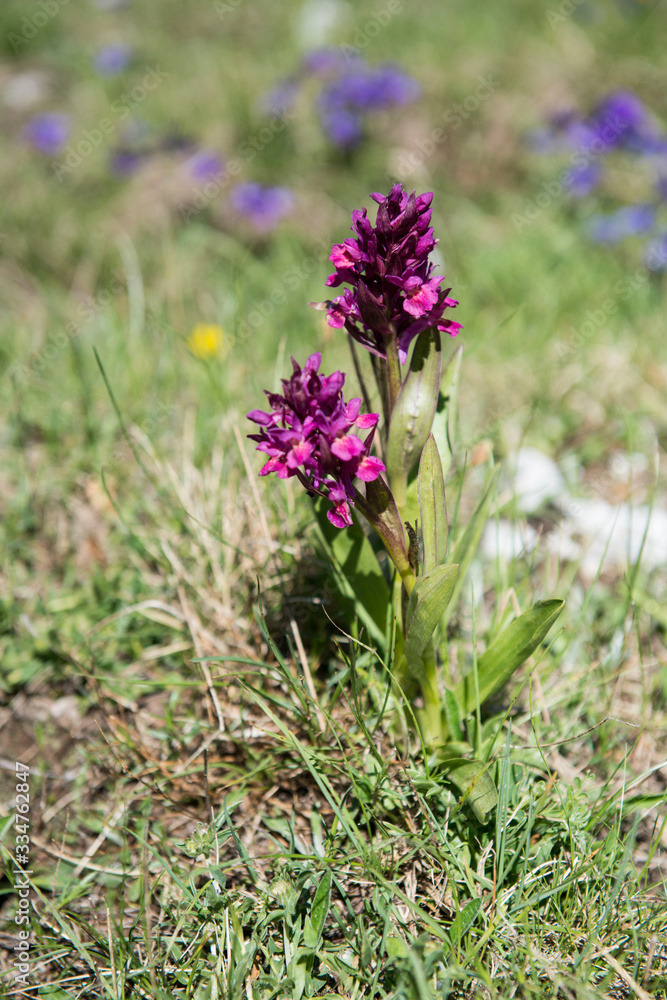 Obraz premium Fiori di Montagna
