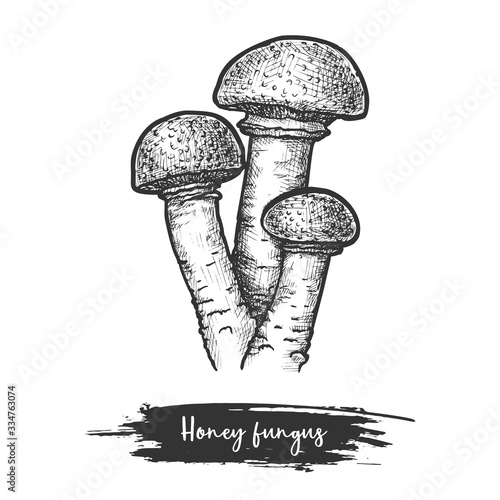 Sketch of armillaria mushroom or honey fungus