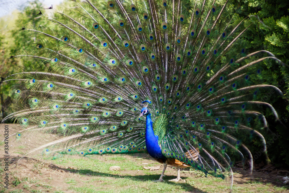 Obraz premium Peacock with majestic spreaded tail feathers filling the photograph