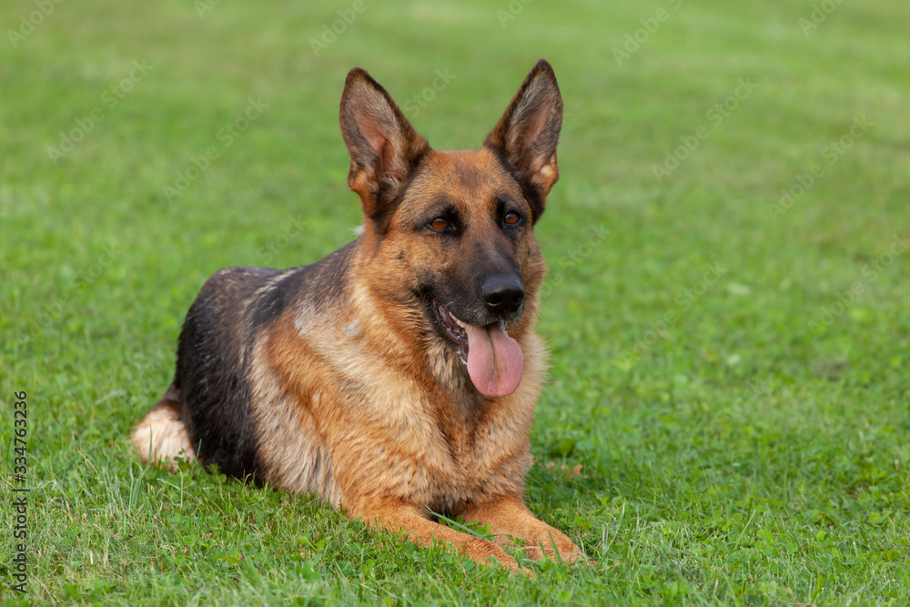 German shepherd