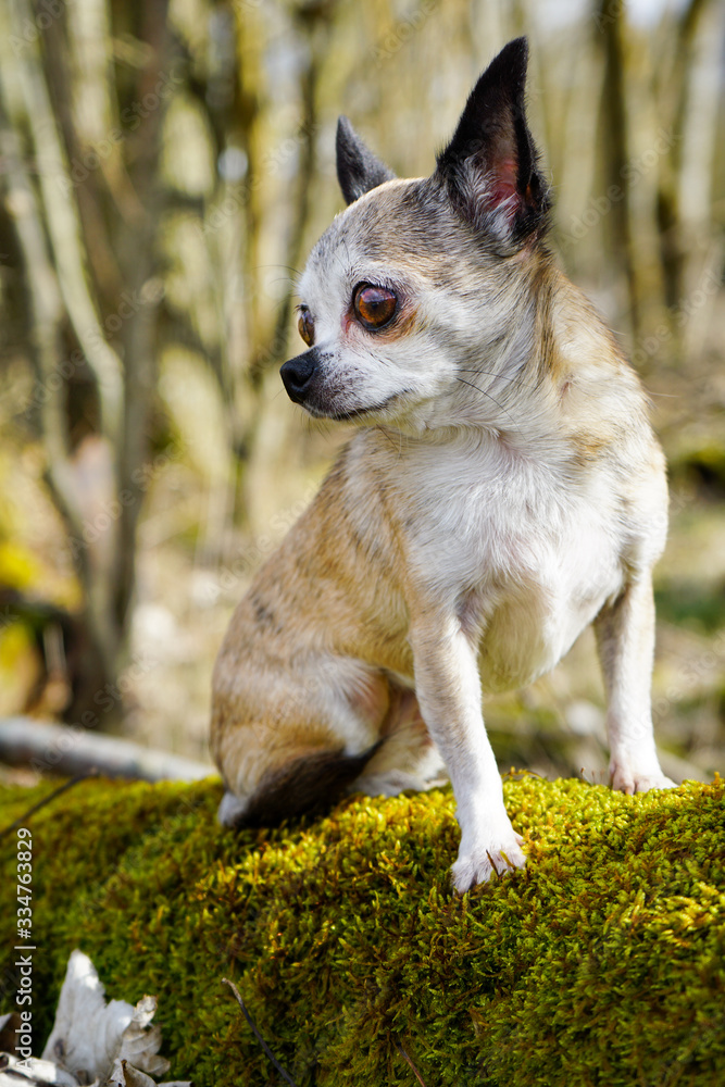 Chihuahua sitzend auf bemoostem Baumstamm
