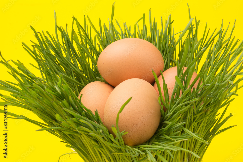 Brown eggs on green grass, isolated on yellow background Brown eggs on green grass, isolated on yellow background