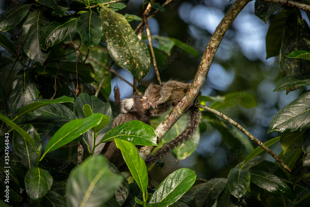 Foto de Natureza da natureza e pássaros