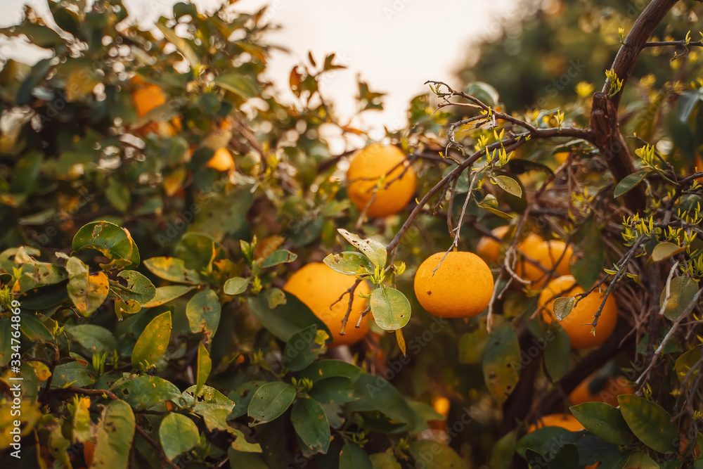 Fresh and ripe fruits of oranges and grapefruits hang on the branches of the tree. The place is located in Cyprus. A great option for using as Wallpaper Fresh and ripe fruits of oranges and grapefruits hang on the branches of the tree. The place is located in Cyprus. A great option for using as Wallpaper