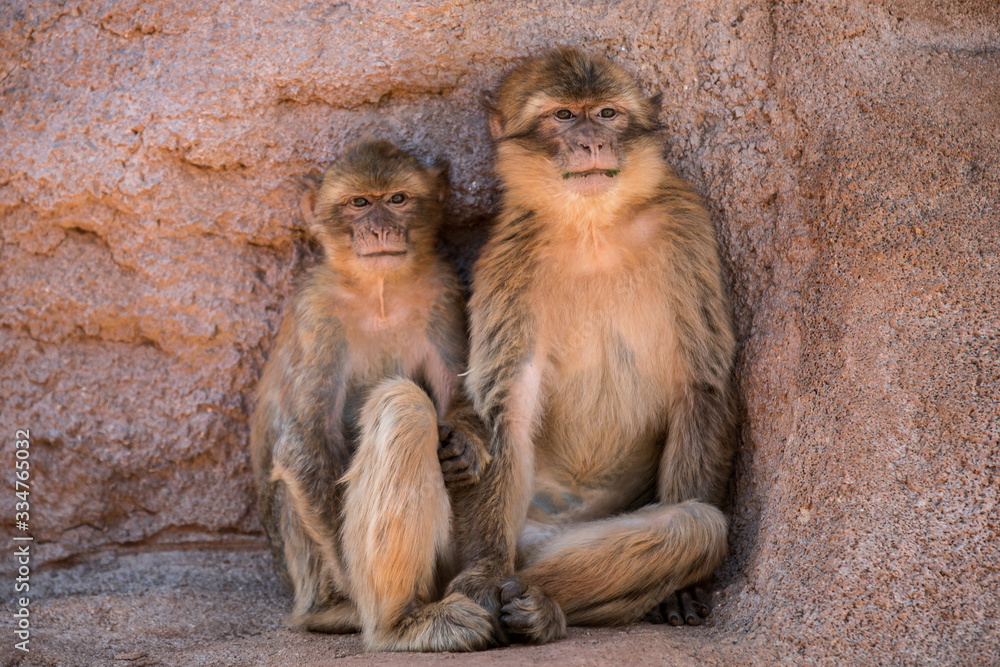 Naklejka premium Afrique, Maroc,Zoo de Rabat