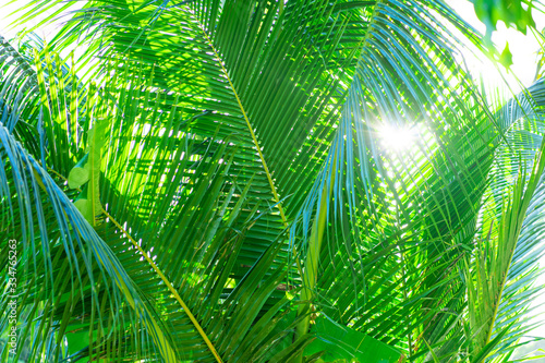 Rays of the sun through palm leaves. Soft focus. Jungle nature. Close-up of a saturated green palm leaf.