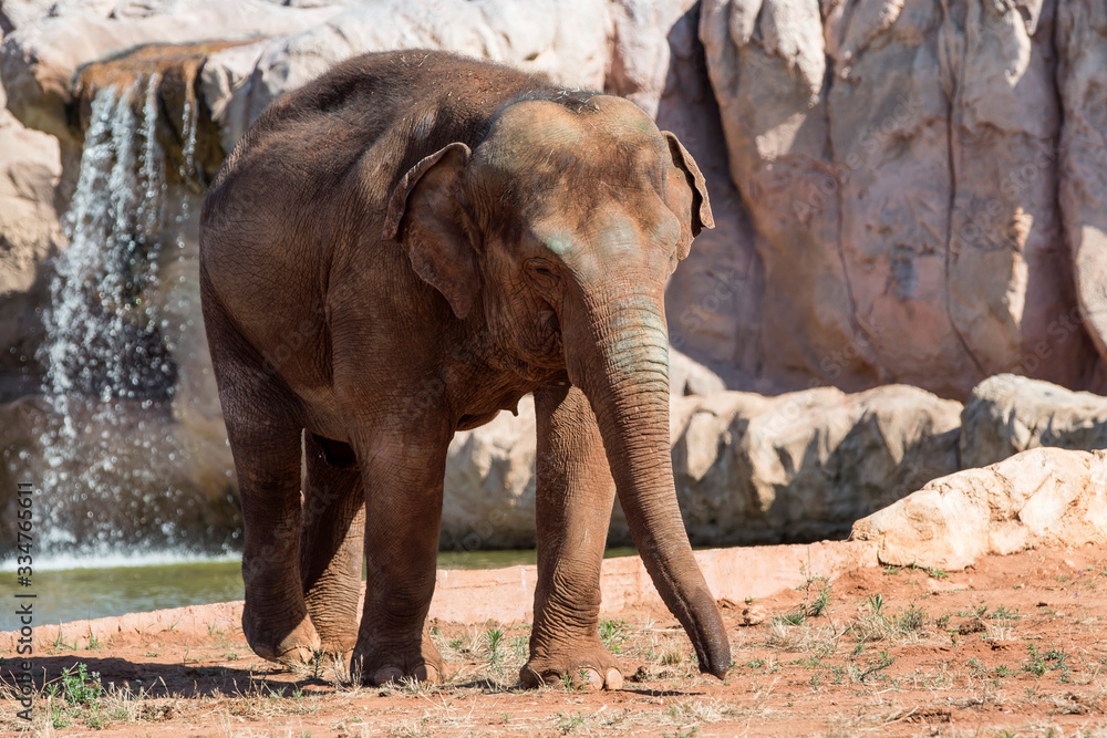 Afrique, Maroc,Zoo de Rabat