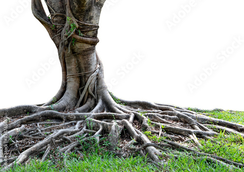 Trunk and big tree roots spreading out beautiful in the tropics. The concept of care and environmental protection.