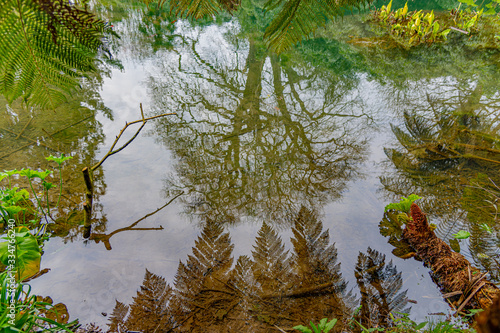 Leafless trees and delicate fern fronds reflected in a tranquil pond in spring