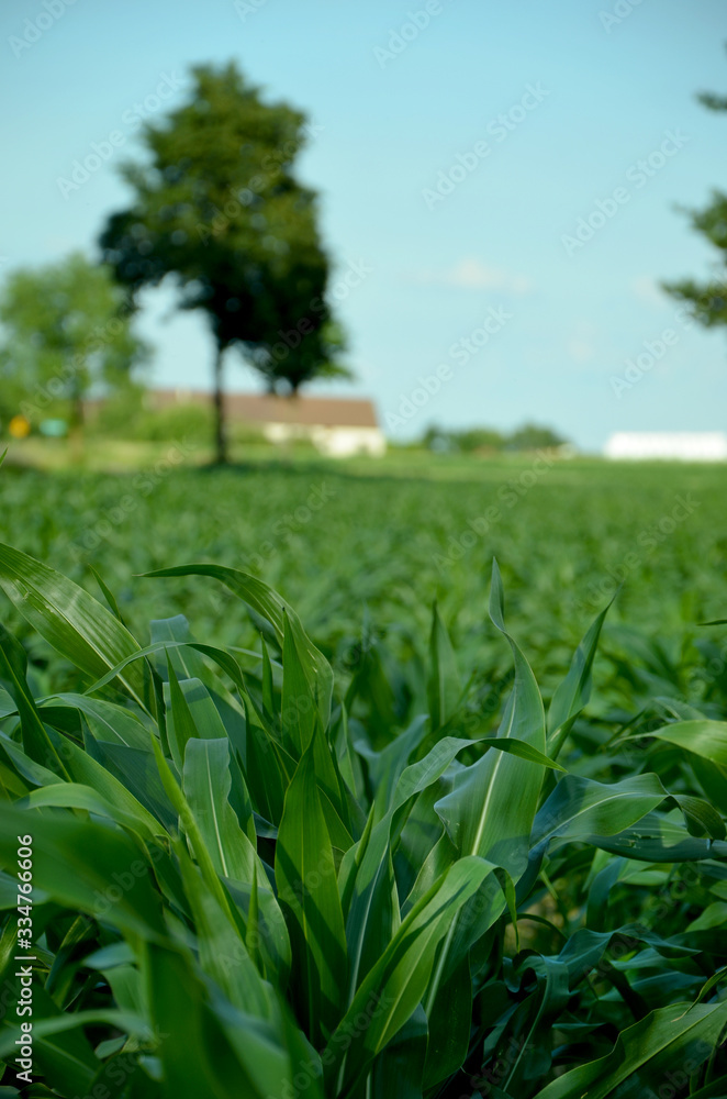 green corn field farm in the countryside green corn field farm in the countryside