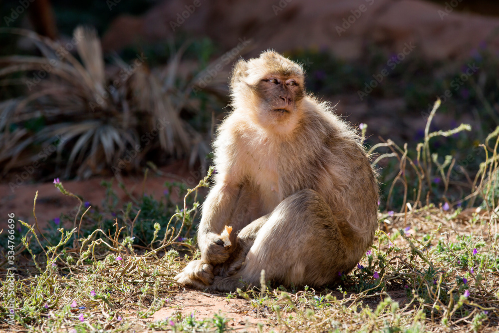 Obraz premium Afrique, Maroc,Zoo de Rabat