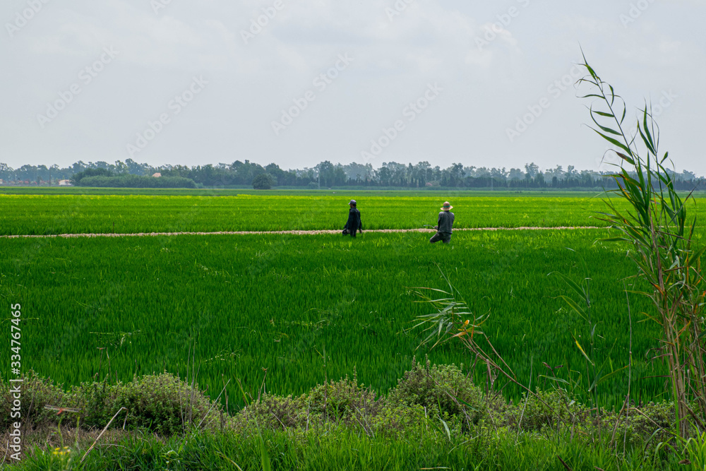 Rice workers Rice workers