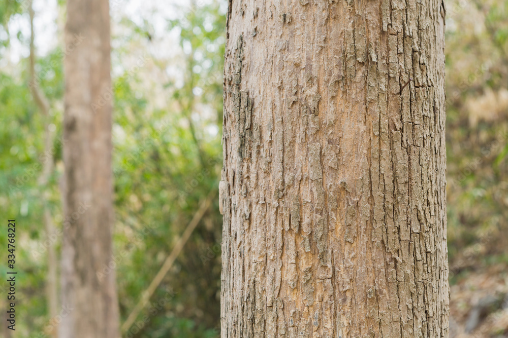 Teak tree in the forest with blurred background Teak tree in the forest with blurred background