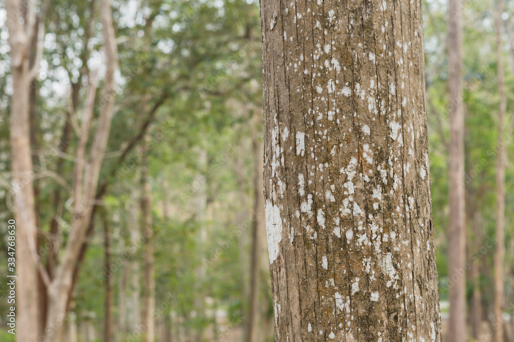 Teak tree in the forest with blurred background Teak tree in the forest with blurred background