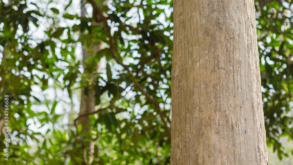 Teak tree in the forest with blurred background