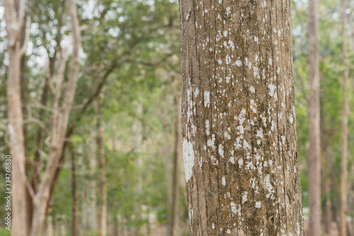 Teak tree in the forest with blurred background