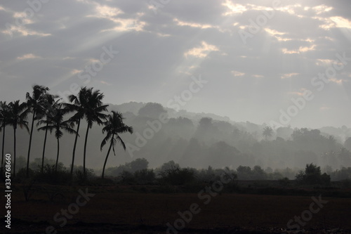 coconut trees at sunrise morning rays