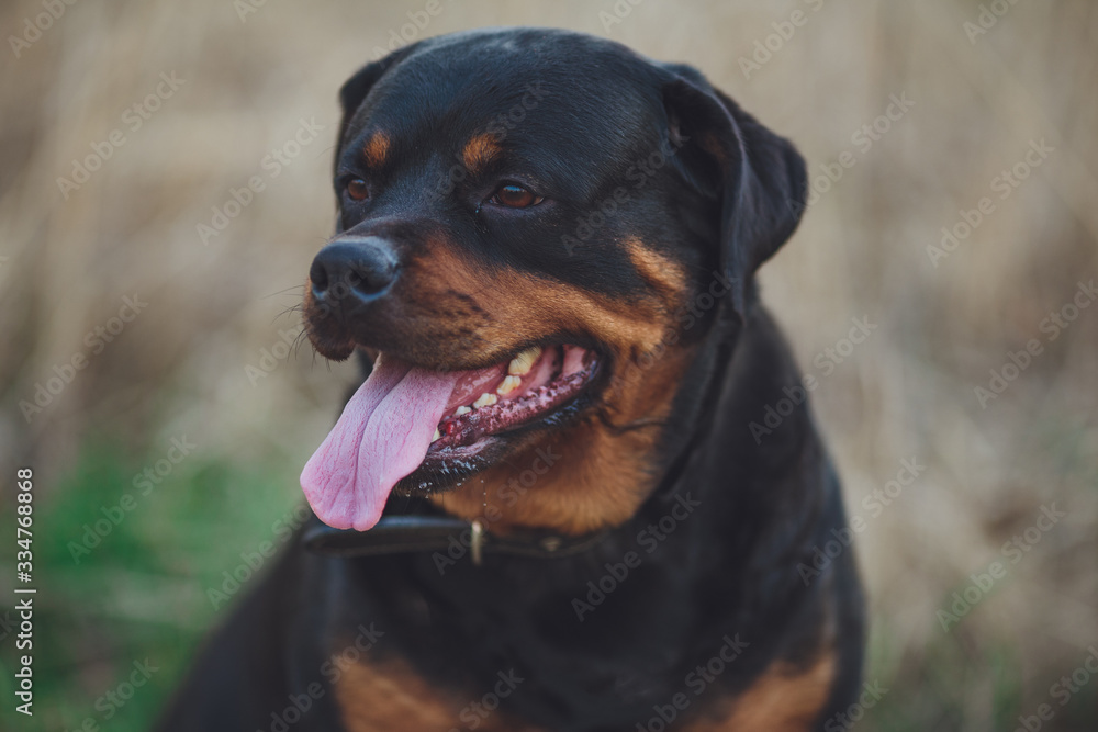 Beautiful rottweiler dog. Dog rottweiler in the park on a background of green grass Beautiful rottweiler dog. Dog rottweiler in the park on a background of green grass