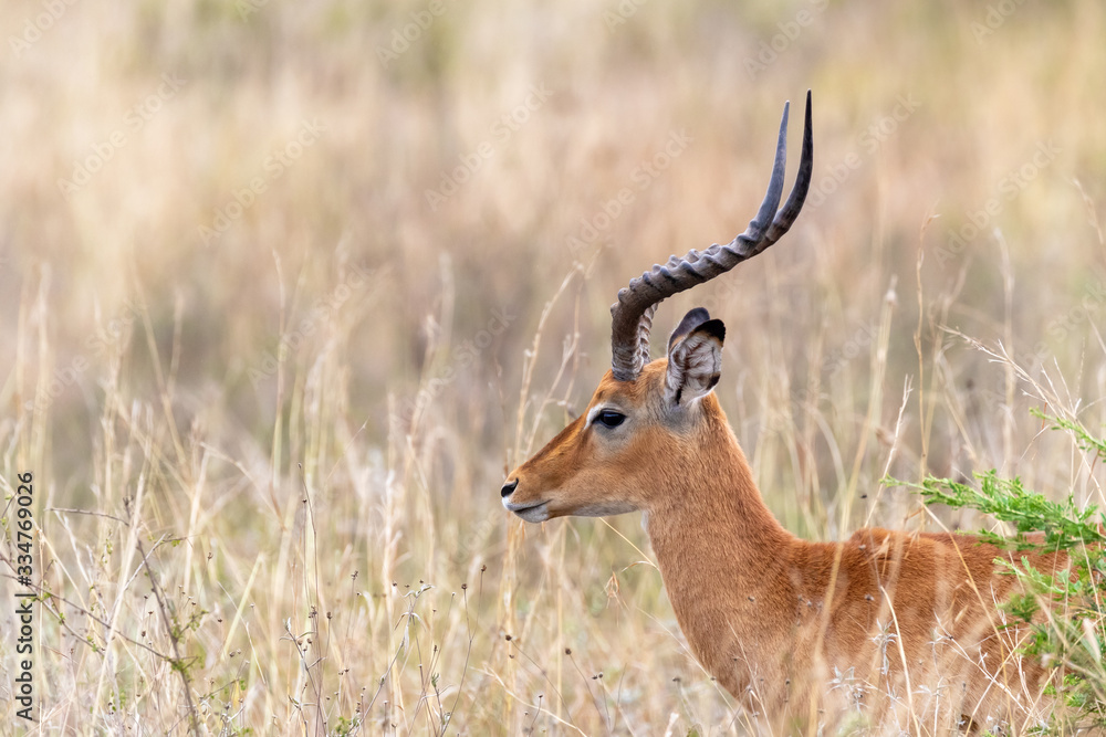 Obraz premium Male impala in the long grass of Nairobi National Park, side view