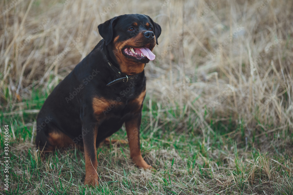 Beautiful rottweiler dog. Dog rottweiler in the park on a background of green grass Beautiful rottweiler dog. Dog rottweiler in the park on a background of green grass