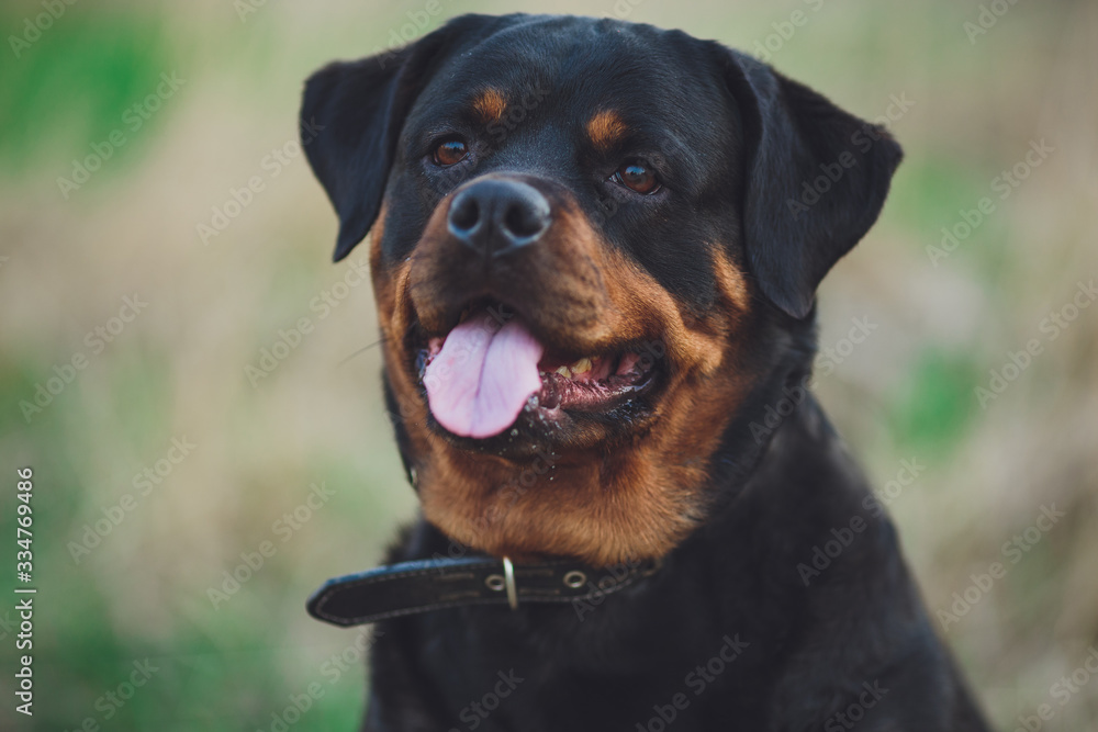 Beautiful rottweiler dog. Dog rottweiler in the park on a background of green grass