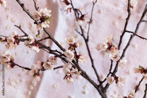 Branch blossoming apricot above table