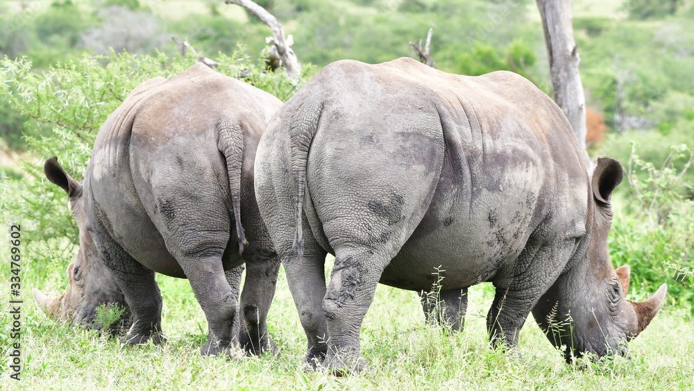endangered rhino in Hluhluwe Imfolozi game reserve in South Afric endangered rhino in Hluhluwe Imfolozi game reserve in South Afric