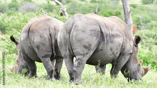 endangered rhino in Hluhluwe Imfolozi game reserve in South Afric
