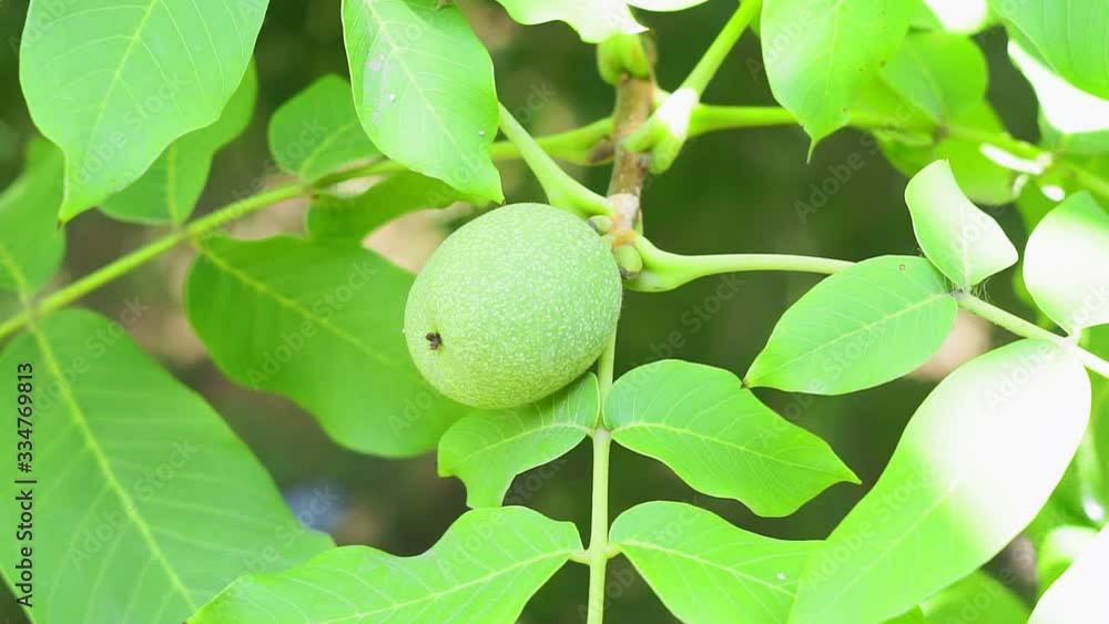 Green walnuts ripen close-up with the rays of bright sun. Concept of growing organic fruit in the garden Green walnuts ripen close-up with the rays of bright sun. Concept of growing organic fruit in the garden