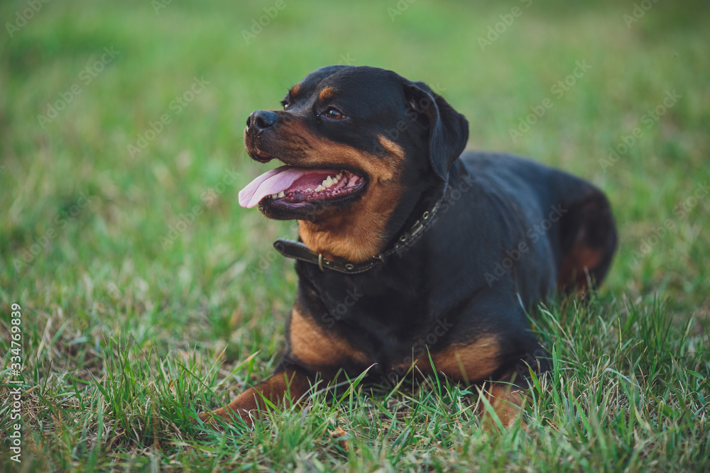 Beautiful rottweiler dog. Dog rottweiler in the park on a background of green grass Beautiful rottweiler dog. Dog rottweiler in the park on a background of green grass