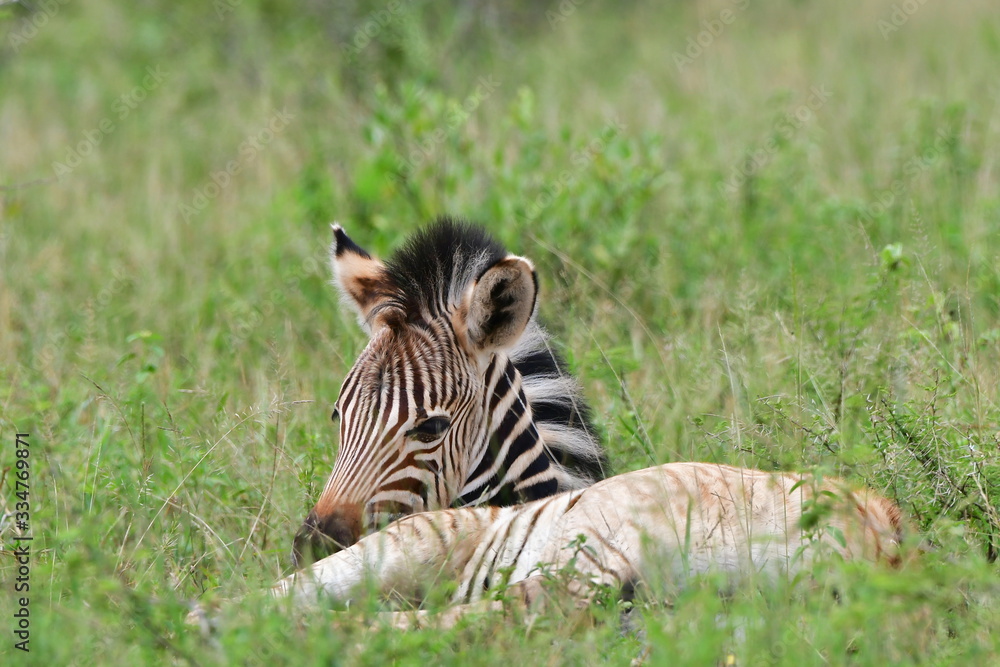 Fototapeta premium cute young calf og zebra waiting in grass for its mum,iSimasngaliso wetland park in South Africa