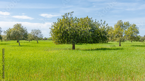 Carob and almond trees on the field
