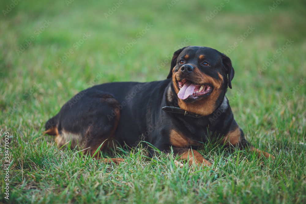 Beautiful rottweiler dog. Dog rottweiler in the park on a background of green grass